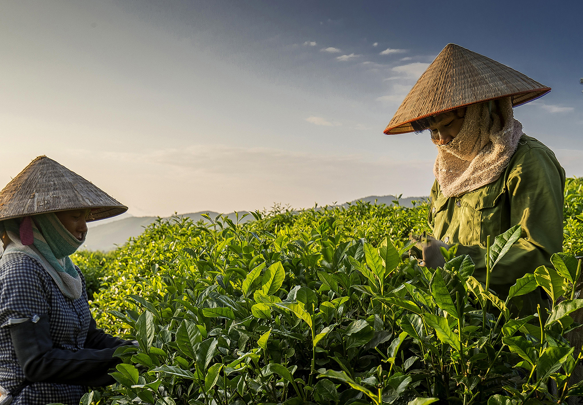 VNO-Thai Nguyen Terrain and Climate Makes It Perfect For Tea Crop 4